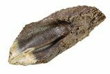 Gorgeous, Rooted Dinosaur (Triceratops) Tooth - Montana #338645-2